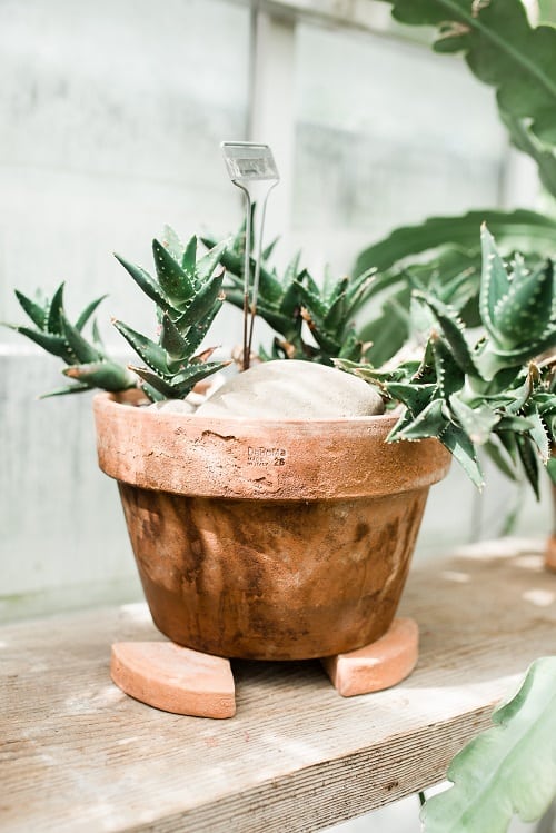 Aloe succulent plant in terracotta container in the sun. 