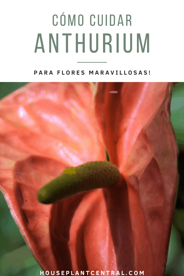 Flor rojo de Anthurium, una planta de interior popular.
