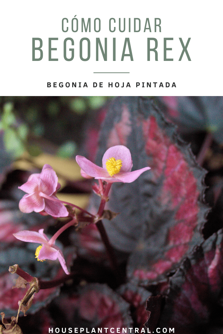 Flor rosa de Begonia rex con follaje rojo y negro | Cómo cuidar Begonia rex