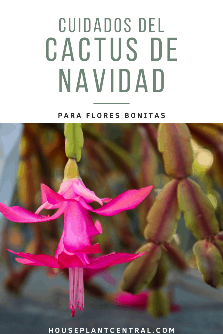 Hojas y flor rosa de Schlumbergera truncata | Cómo cuidar un cactus de Navidad