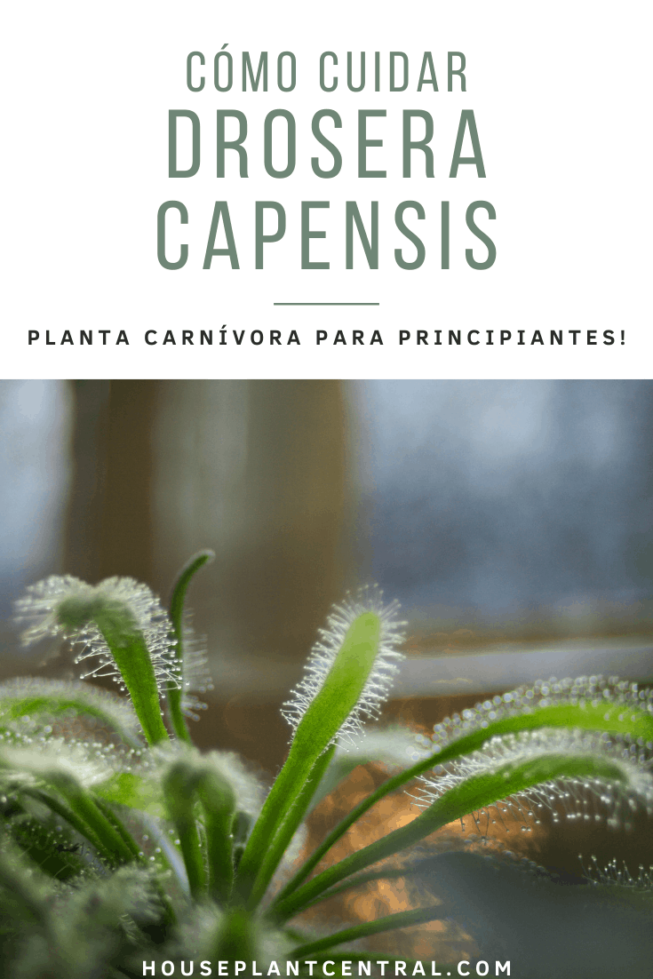 Drosera capensis (rocío del sol), una planta carnívora.