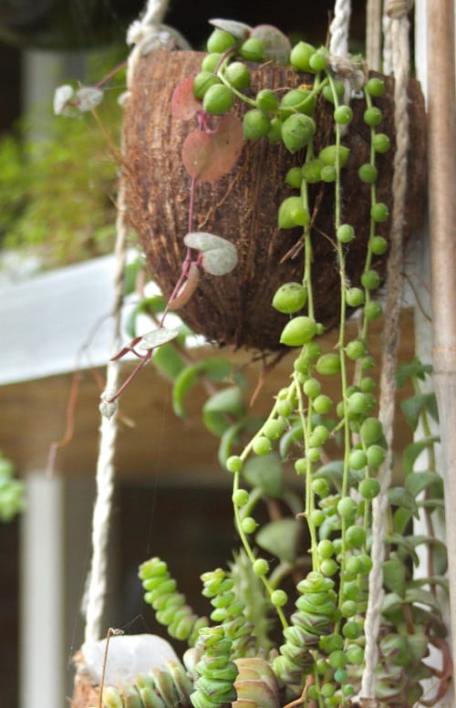String of pearls houseplant (Senecio rowleyanus), a trailing succulent in a coconut planter.