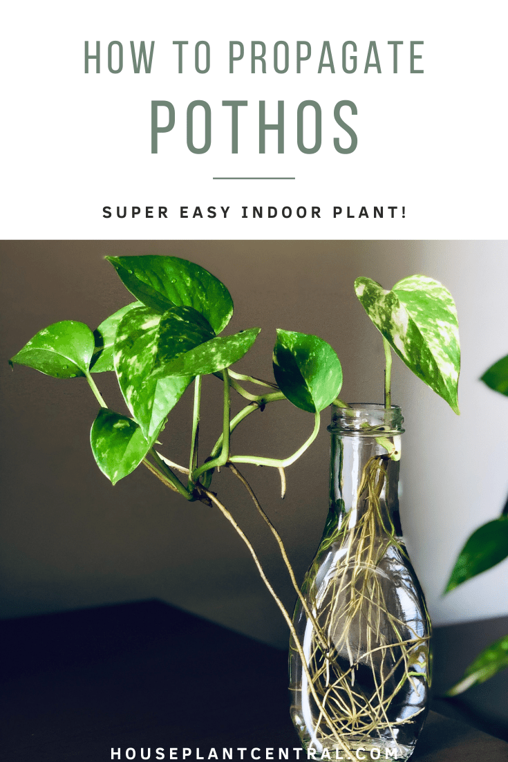 Pothos cuttings in water | How to propagate Pothos