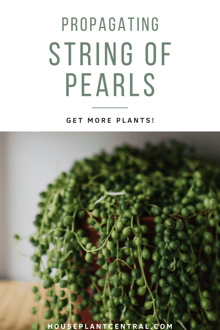 Senecio rowleyanus, a popular houseplant | Propagating string of pearls succulent