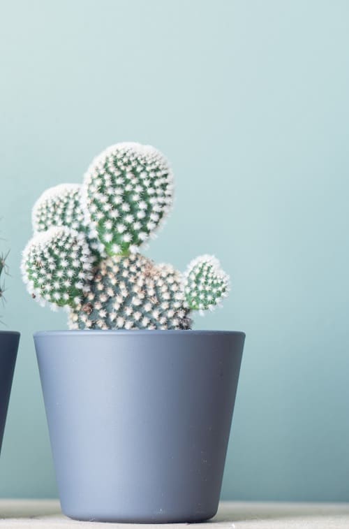 Opuntia microdasys (bunny ear cactus) in grey pot on light blue background.