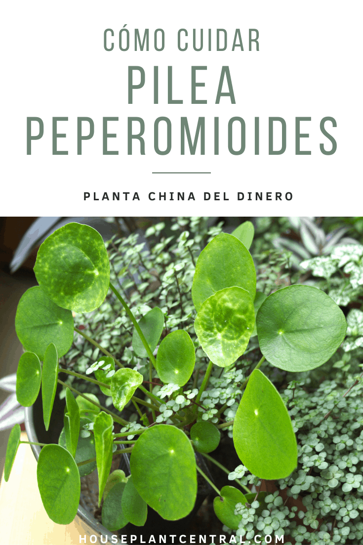 Pilea peperomioides (Planta china del dinero) con Pilea glauca.