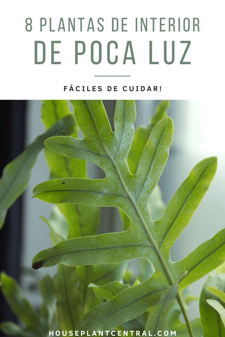 Helecho azul (Phlebodium aureum) | 8 plantas que necesitan poca luz