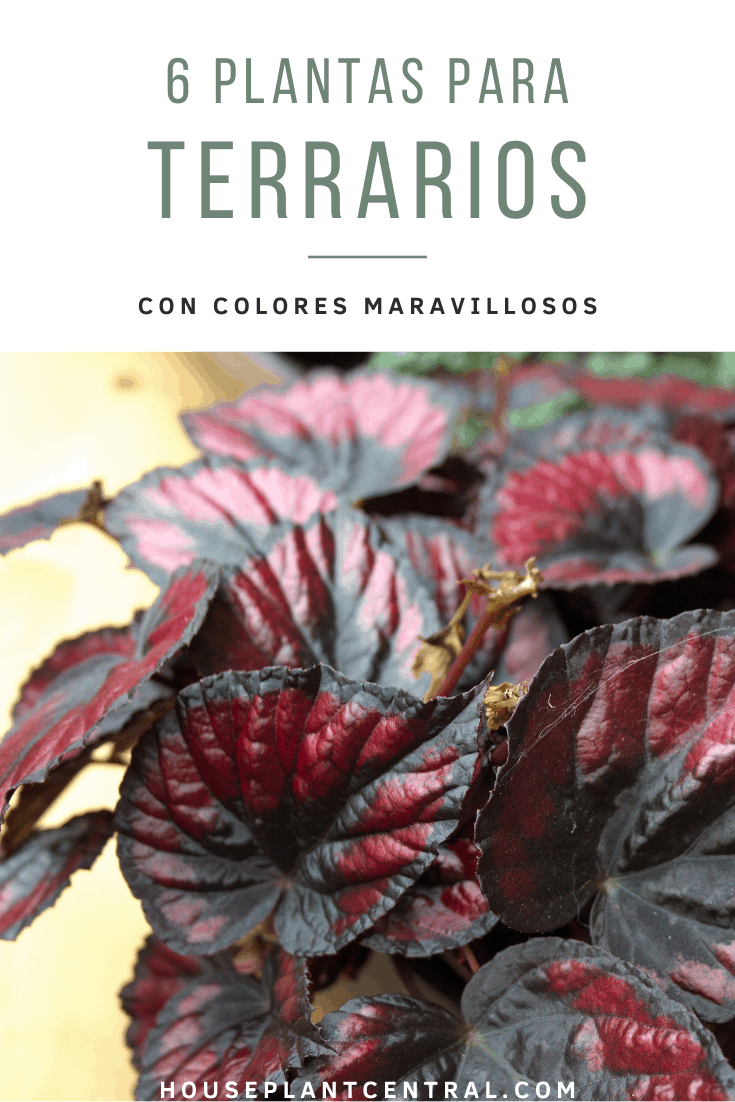 Hojas rojas de Begonia rex | 6 plantas de interior para terrarios