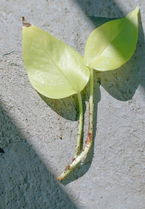 Esqueje de Pothos (Epipremnum aureum)
