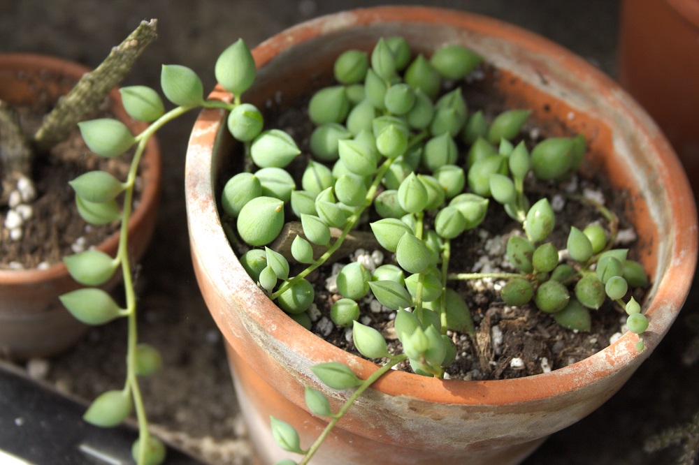 String of pearls succulent, a popular houseplant, in a terracotta planter.