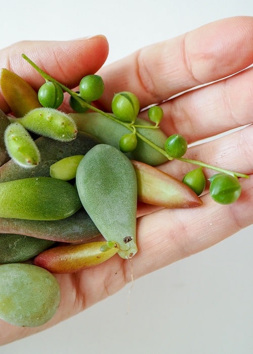 Cuttings and leaves of various succulents including Senecio rowleyanus | Propagating string of pearls