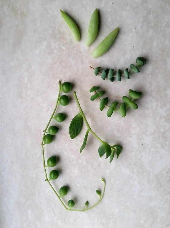 Propagating string of pearls | Senecio rowleyanus - Houseplant Central