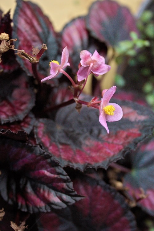 Hojas rojas y flores rosas de Begonia rex, una planta de interior.