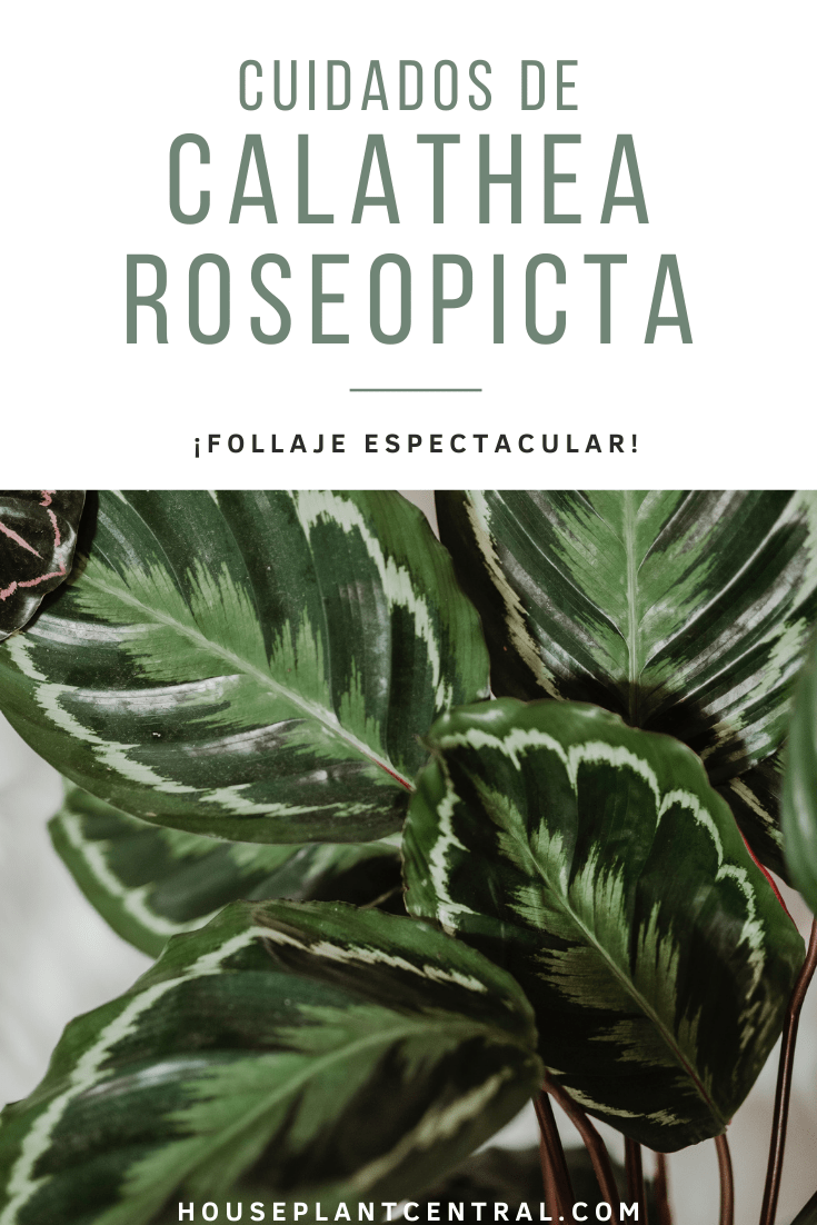 Hojas de Calathea roseopicta