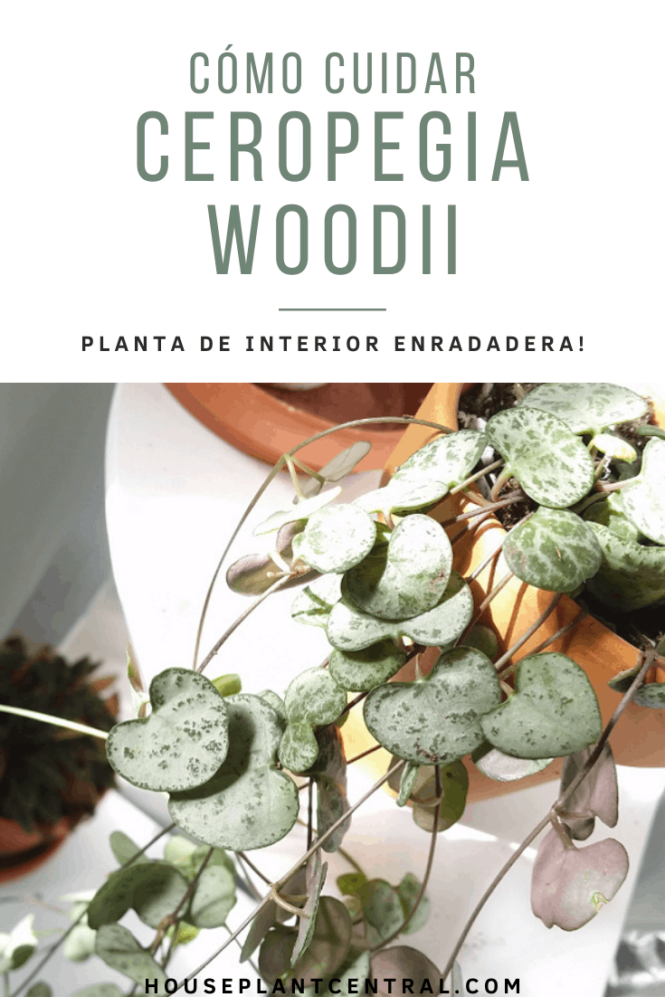 Cómo cuidar Ceropegia woodii (planta enredadera del rosario)