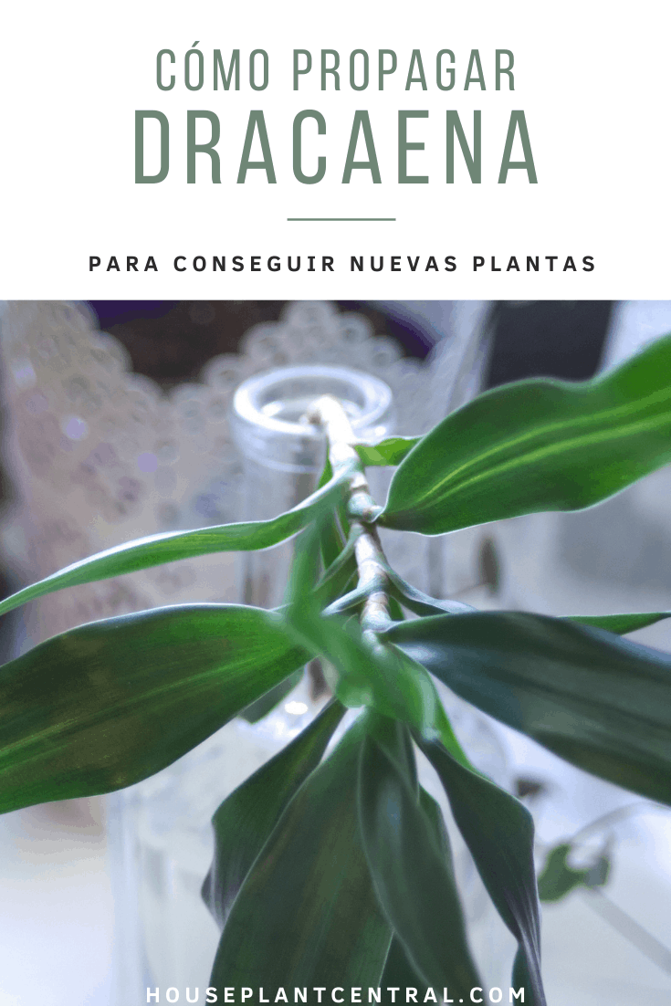 Cómo propagar una planta Dracaena