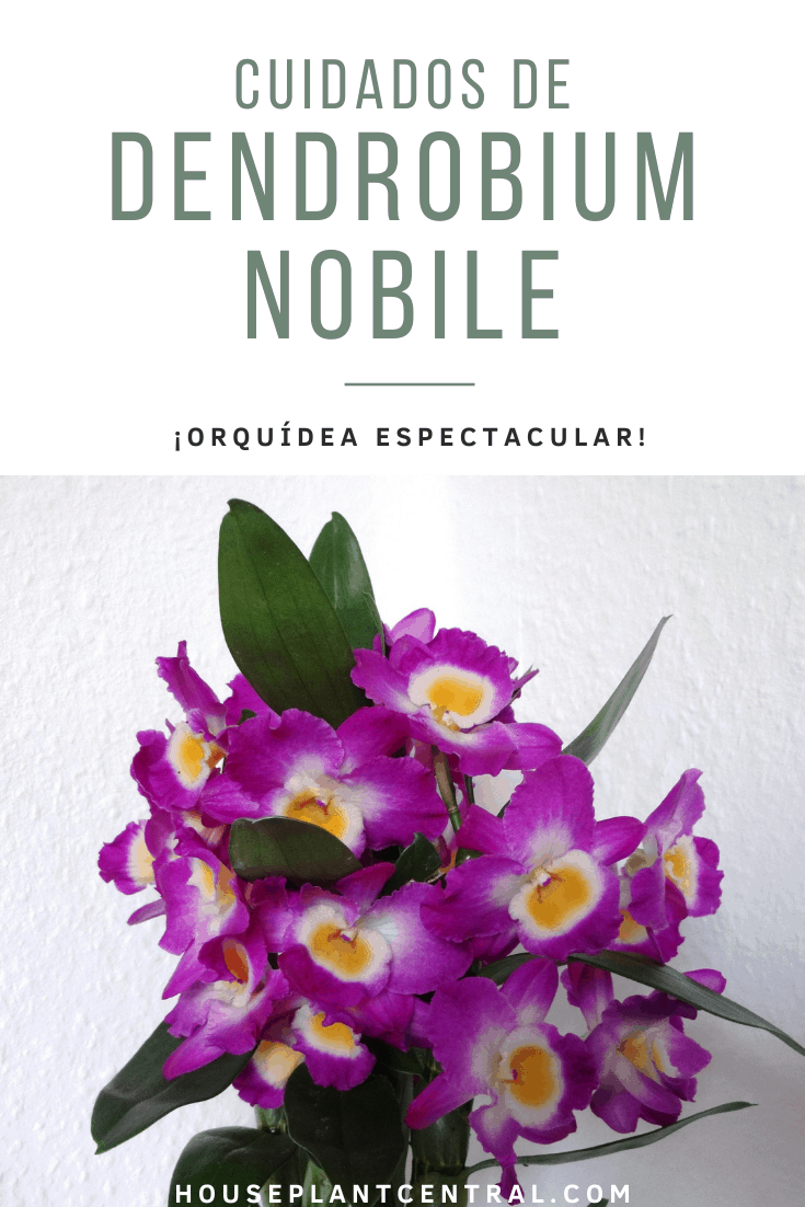 Cuidados de Dendrobium nobile | Orquídea con flores de color lila y amarillo.