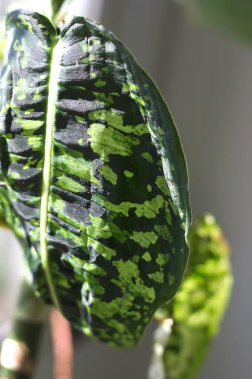 Close up of leaf of Dieffenbachia 'Reflector' | How to care for dumb cane houseplant