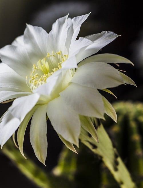 Large white flower of Echinopsis subdenudata | How to grow an Easter lily cactus