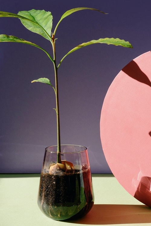 Pequeña planta de aguacate saliendo del hueso en un vaso de vidrio. 