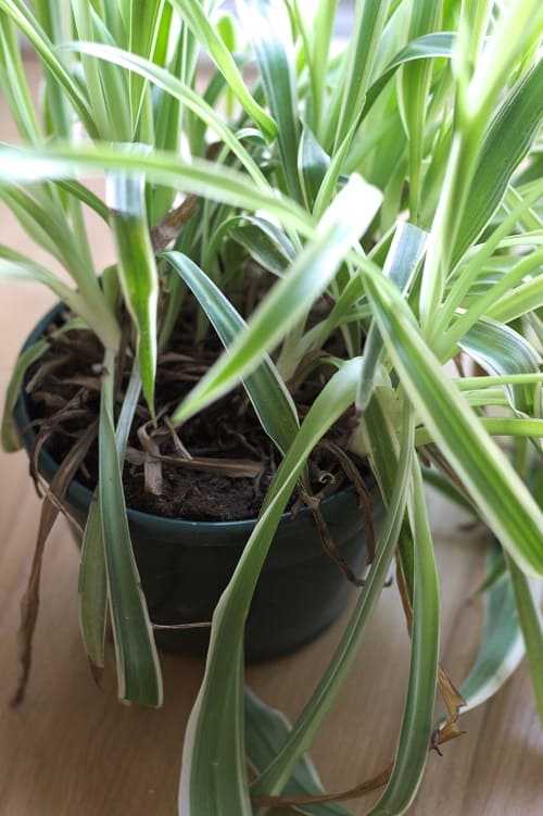 Slightly wilted spider plant in green planter | Full guide to repotting a spider plant