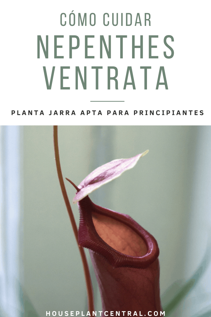 Jarra de Nepenthes ventrata, una planta carnívora.