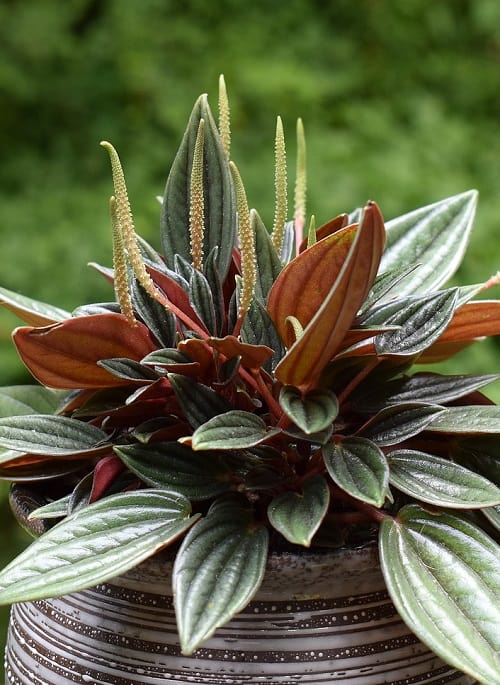 Peperomia caperata 'Rosso', a popular houseplant, with flowers. 