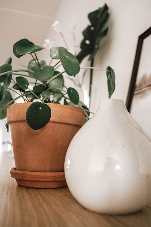 Pilea peperomioides (planta china del dinero) en maceta de teracota. 