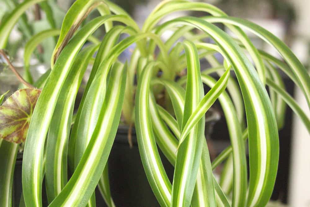 Planta cinta (Chlorophytum comosum)