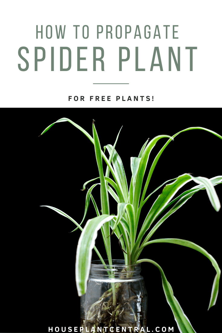 Spider plant (Chlorophytum comosum) cutting in water. | Full spider plant propagation guide