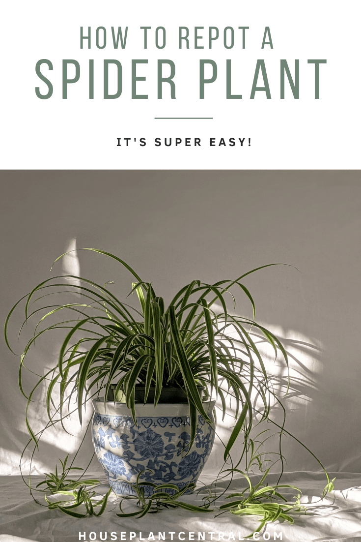 Planting & repotting spider plants - Plantura