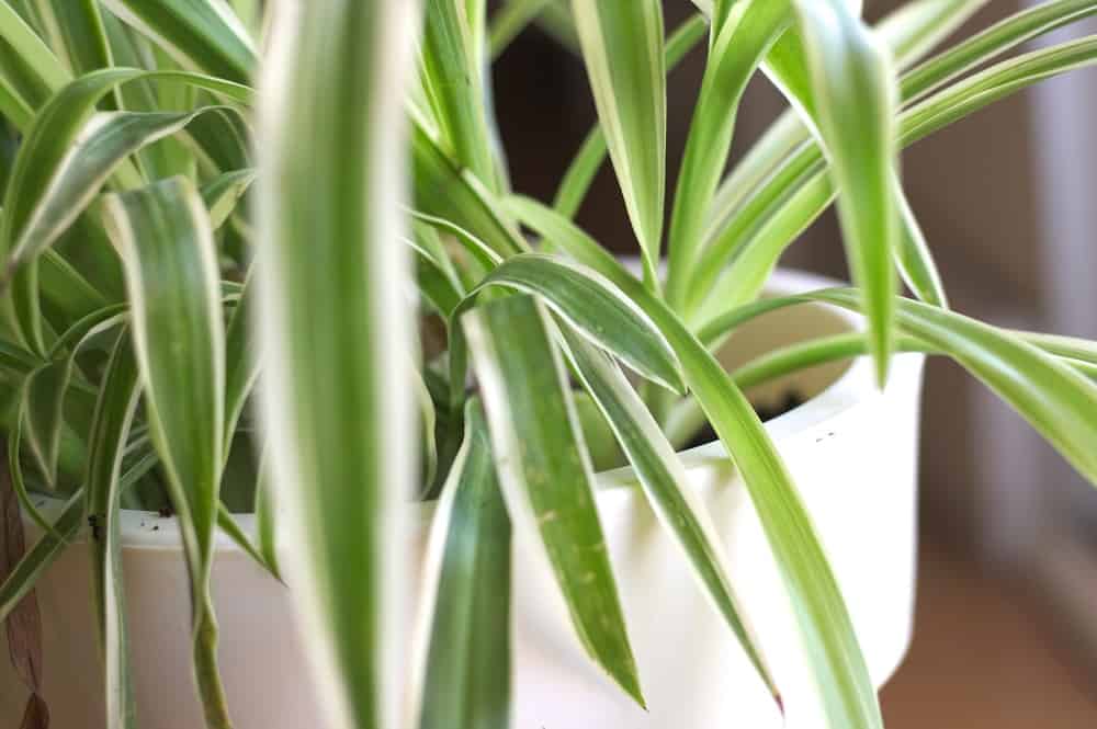 Green variegated leaves of Chlorophytum comosum houseplant in white planter.
