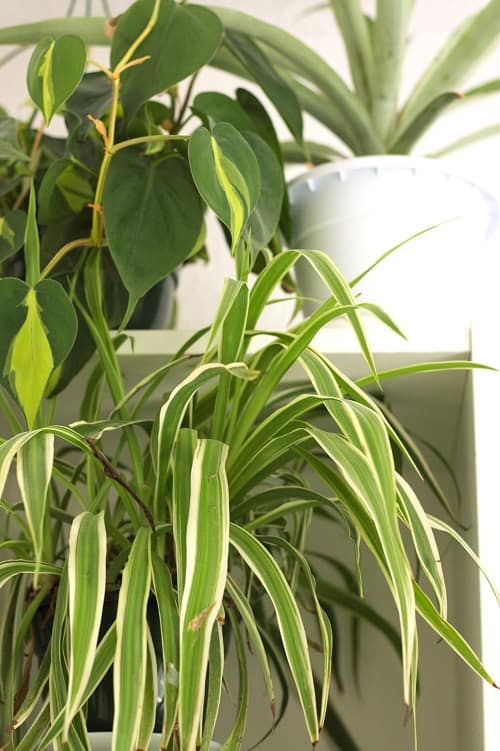 Spider plant (Chlorophytum comosum), Philodendron 'Brazil' and pineapple plant.