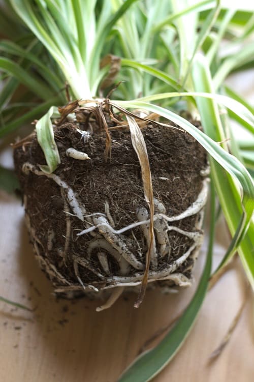 Roots of spider plant outside of its planter | Full guide to repotting a spider plant