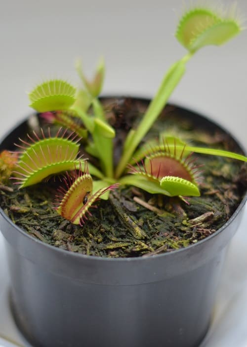 Venus flytrap (Dionea muscipula), a carnivorous plant.