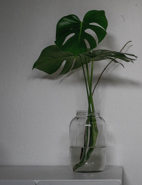 Monstera deliciosa houseplant cutting growing in water
