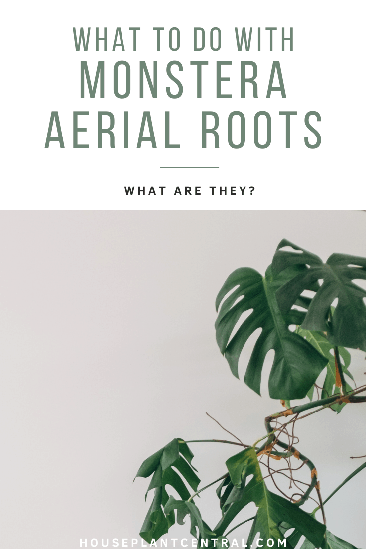 Monstera deliciosa houseplant | What to do with Monstera aerial roots