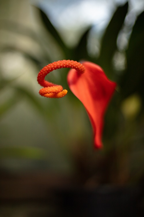 Red flower of Anthurium scherzerianum, the flamingo lily.