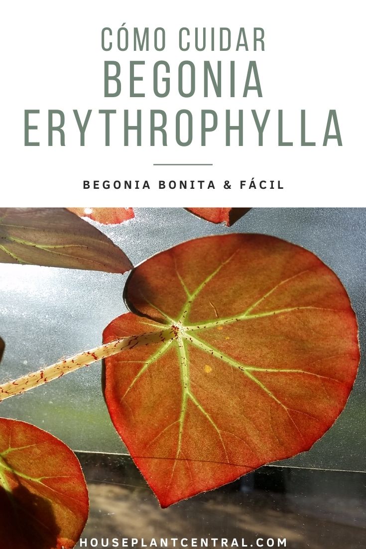 Begonia de bistec (Begonia erythrophylla), una planta de interior.