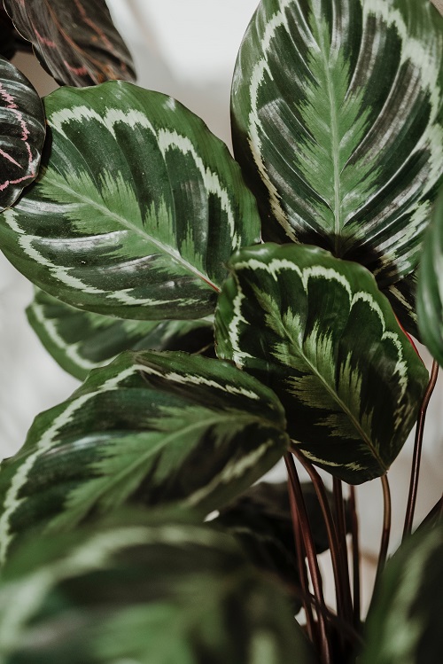 Calathea roseopicta houseplant - Rose painted Calathea care and info