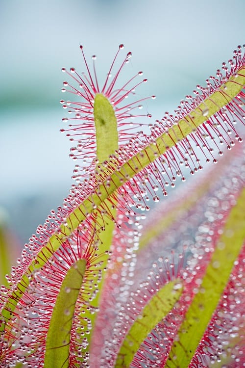 Close-up of leaves of Drosera capensis or Cape sundew, a carnivorous houseplant.