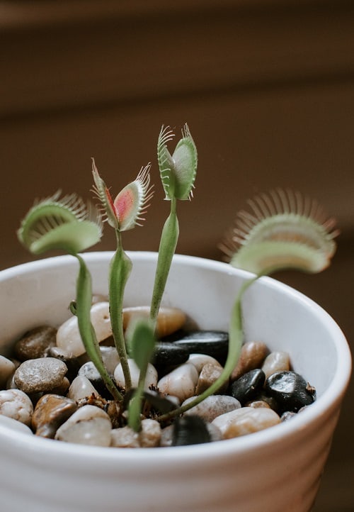 Venus flytrap in white planter (Dionea muscipula), a carnivorous plant.