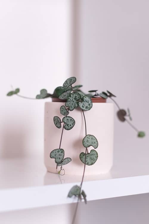 String of hearts houseplant (Ceropegia woodii) in white planter