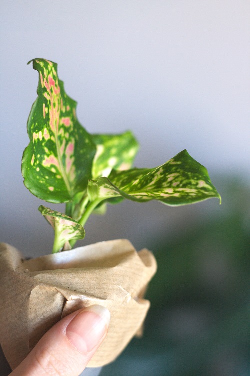 Close-up of pink and green mottled leaves of the Chinese evergreen, a popular houseplant from the genus Aglaonema.