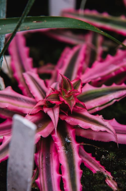 Pink Cryptanthus succulent (Earth star)
