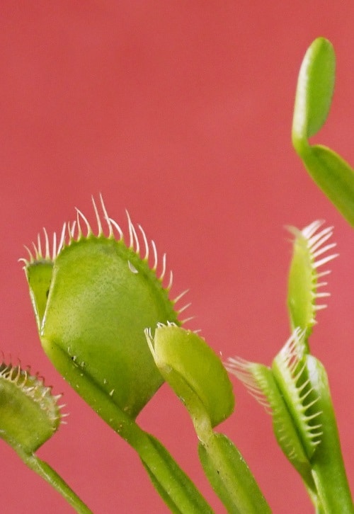 Close-up of Venus flytrap leaves on pink background (Dionea muscipula), a carnivorous plant.
