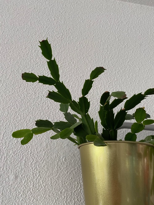 Cactus de Pascua (con las hojas más redondas) plantada con cactus de Día de Acción de Gracias (con las hojas más puntiagudas). 