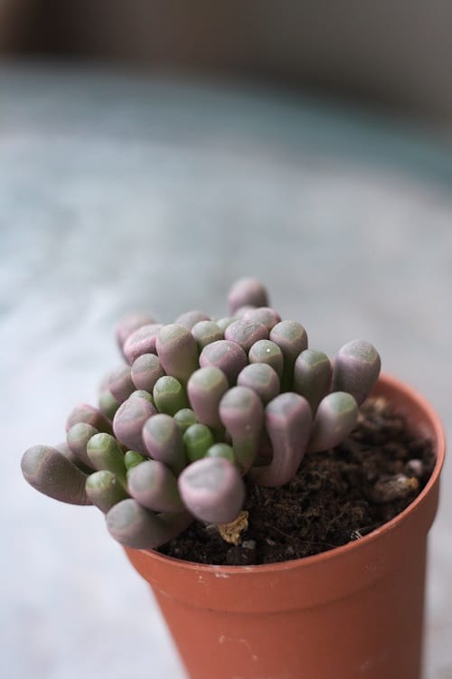 Fenestraria rhopalophylla, also known as baby toes succulent.