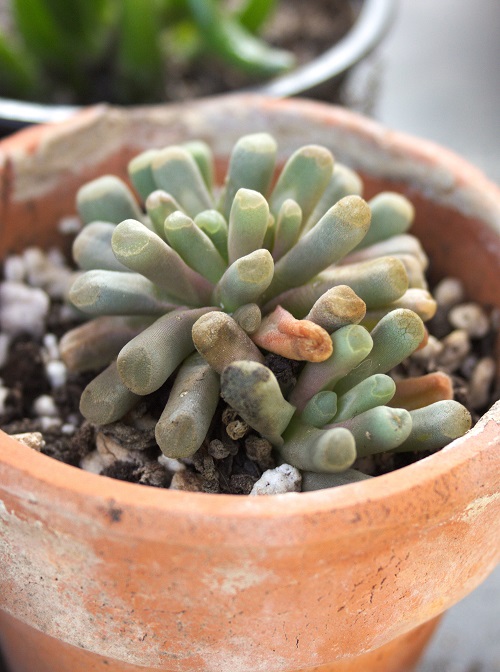 Frithia pulchra, a succulent houseplant also known as fairy elephant's feet.