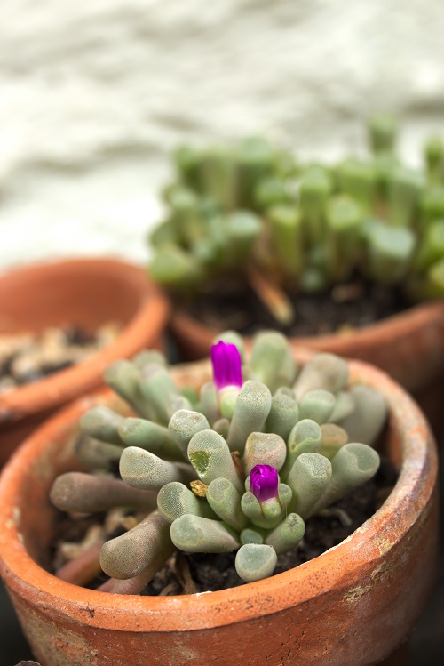 Frithia pulchra (fairy elephant's feet) succulent in terracotta planter